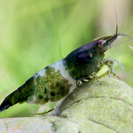 Camarão verde de Aquário