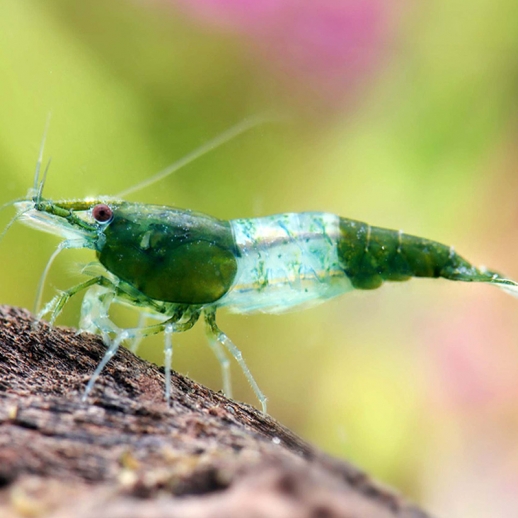 Camarão Neocaridina Verde