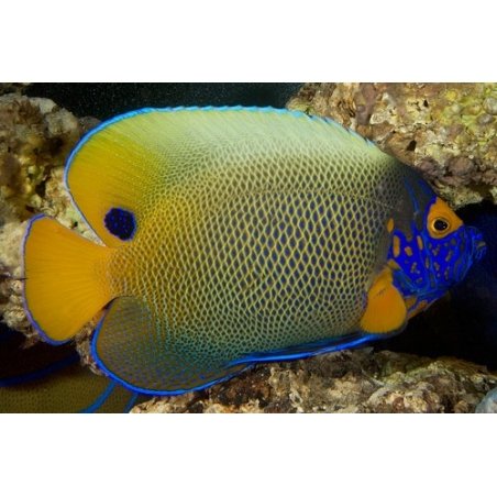 BLUE FACE ANGEL - POMACANTHUS XANTHOMETOPON