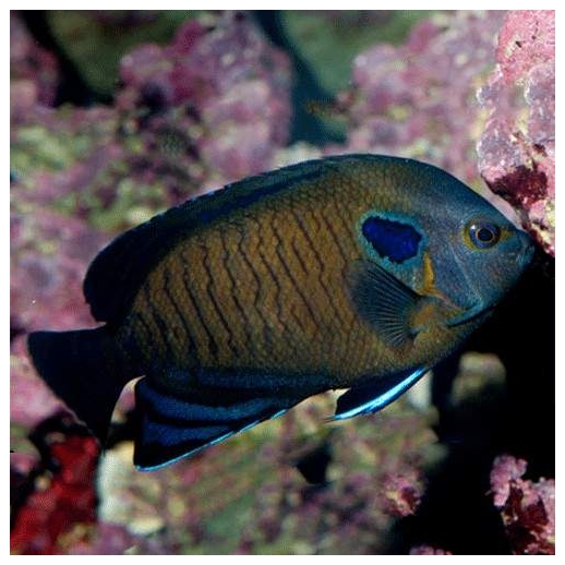 BLUE FIN ANGEL - CENTROPYGE MULTISPINIS