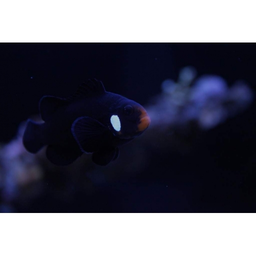 OCELLARIS BLACK DOMINÓ CLOWN TB - AMPHIPRION OCELLARIS