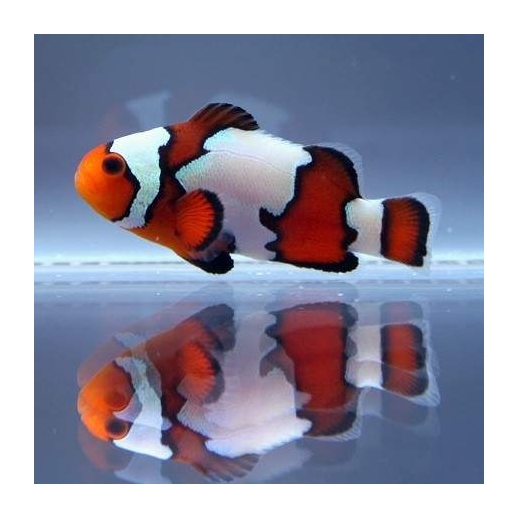 OCELLARIS BLACK ICE CLOWN TB - AMPHIPRION OCELLARIS 