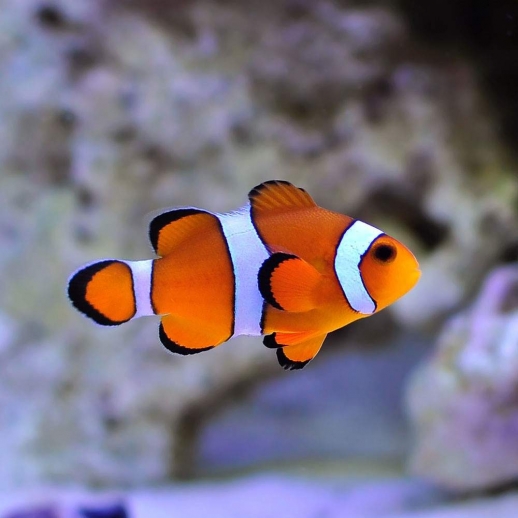 OCELLARIS CLOWN TB - AMPHIPRION OCELLARIS