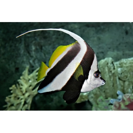 BLACK WHITE HENIOCHUS - HENIOCHUS ACUMINATUS