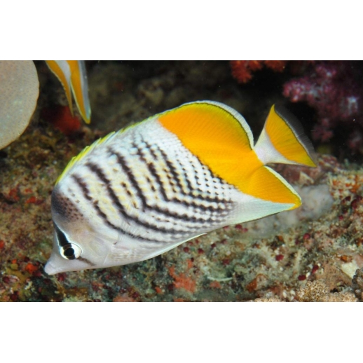 PEARLSCALE BUTTERFLY - CHAETODON XANTHURUS 