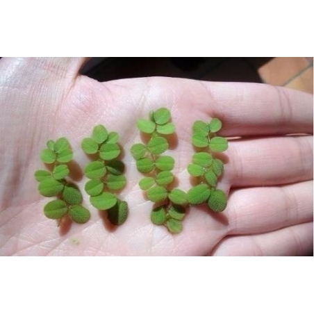 Salvínia auriculata