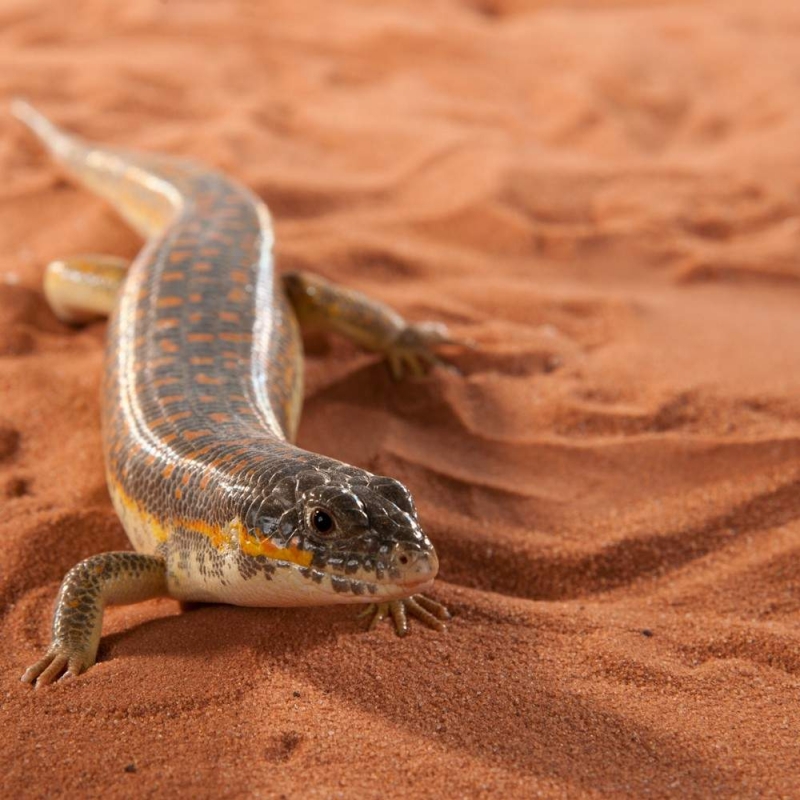 Reptile Desert Sand 1.6kg A Areia Perfeita para o Terrário dos Seus