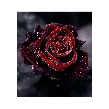 Rosa Blood Black - Negra Mesclado  - Sementes Raras - Exóticas