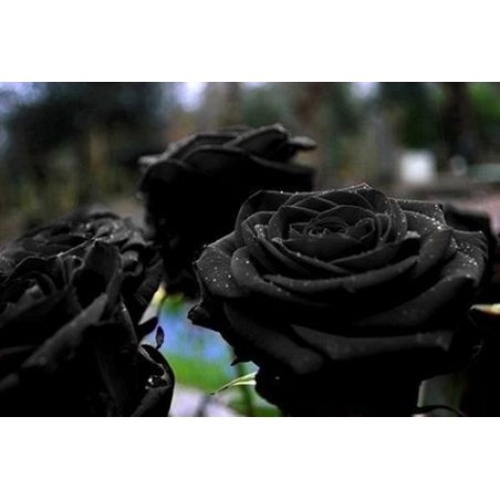 Rosa Negra Black  - Sementes Raras - Exóticas