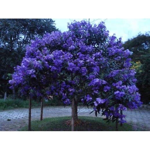 Árvore Jacarandá Azul  - Sementes Raras - Exóticas