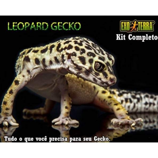 Kit Leopard Gecko Completo 