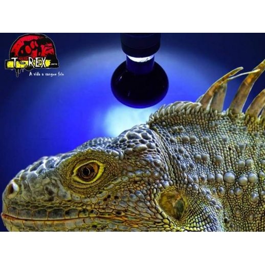 lampada para iguana