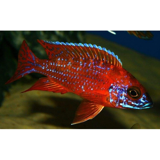 AULONOCARA STUARTGRANTI BLUE NEON 3 cm