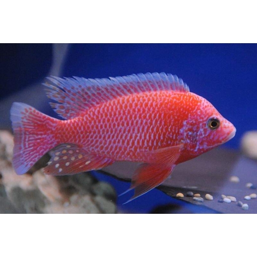 AULONOCARA STUARTGRANTI BLUE NEON 3 cm