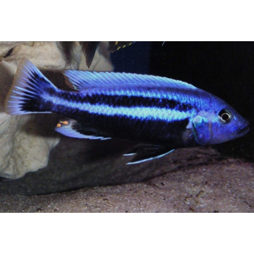 AULONOCARA STUARTGRANTI BLUE NEON 3 cm