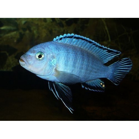 AULONOCARA STUARTGRANTI BLUE NEON 3 cm