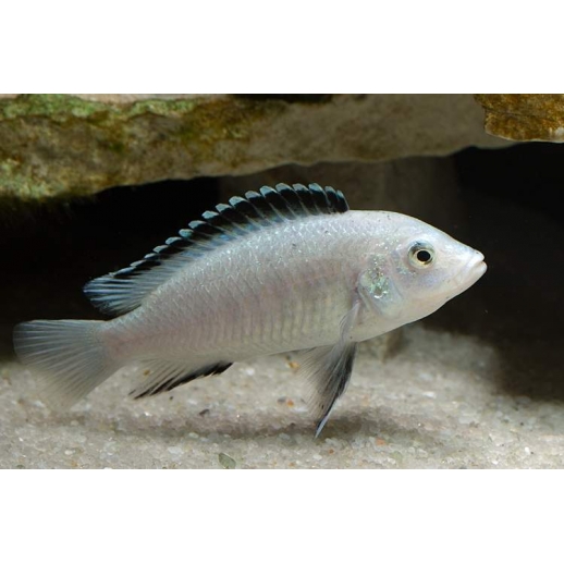 AULONOCARA STUARTGRANTI BLUE NEON 3 cm