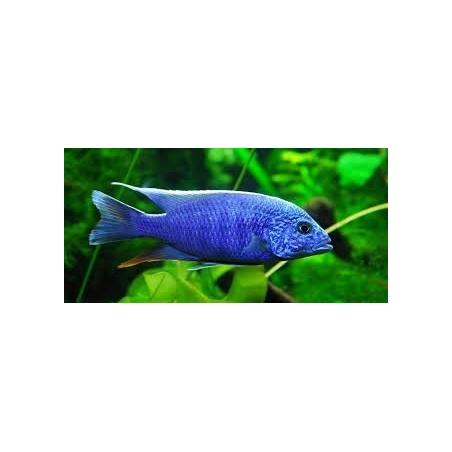 AULONOCARA STUARTGRANTI BLUE NEON 3 cm