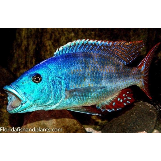 AULONOCARA STUARTGRANTI BLUE NEON 3 cm