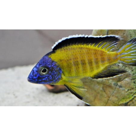 AULONOCARA STUARTGRANTI BLUE NEON 3 cm