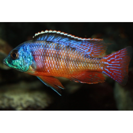 AULONOCARA STUARTGRANTI BLUE NEON 3 cm