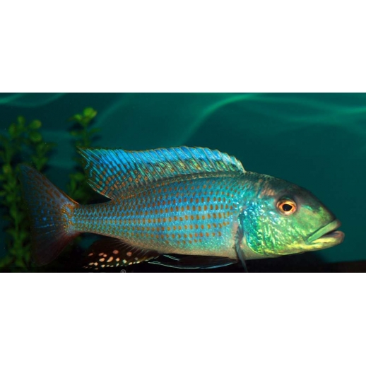 AULONOCARA STUARTGRANTI BLUE NEON 3 cm