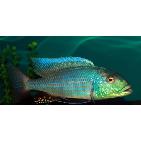 AULONOCARA STUARTGRANTI BLUE NEON 3 cm