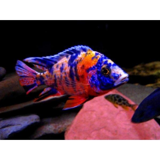 AULONOCARA STUARTGRANTI BLUE NEON 3 cm