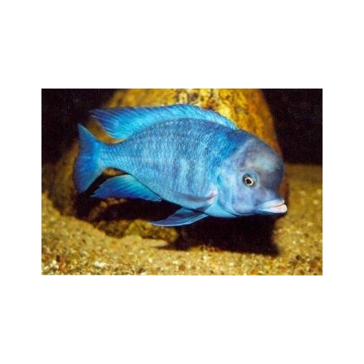 BUCCOCHROMIS LEPTURUS 5 cm