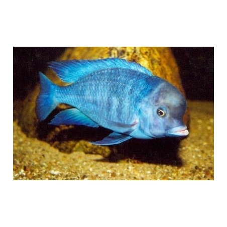 BUCCOCHROMIS LEPTURUS 5 cm