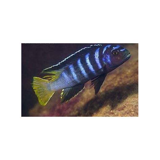 PSEUDOTROPHEUS ELONGATUS YELLOW TAIL 2 A 4 cm