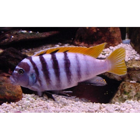 BUCCOCHROMIS LEPTURUS 5 cm