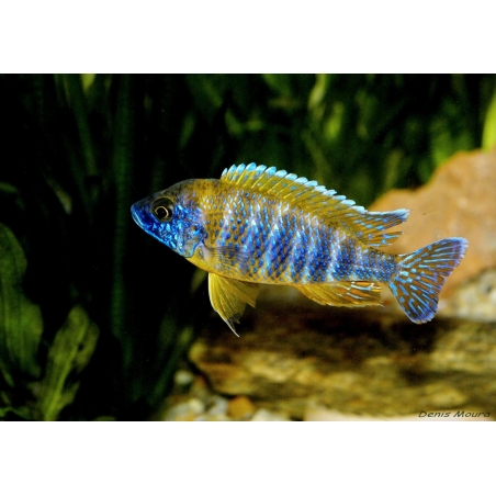 BUCCOCHROMIS LEPTURUS 5 cm