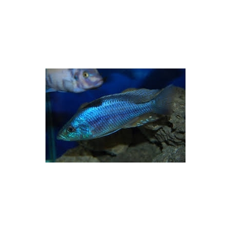 BUCCOCHROMIS LEPTURUS 5 cm