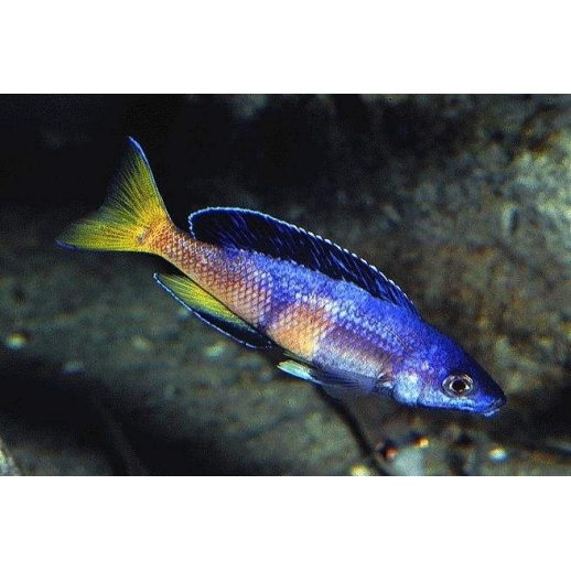 PARACIPRICHROMIS NIGRIPINNIS BLUE NEON 3 A 4 cm