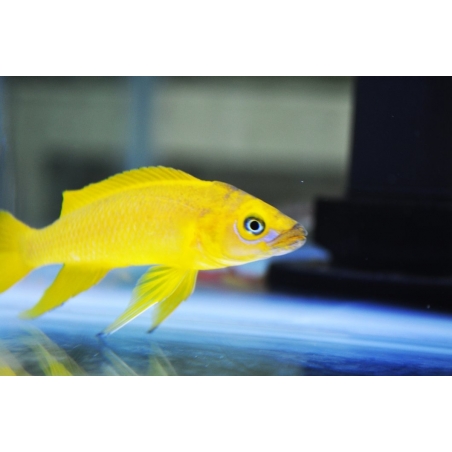 PARACIPRICHROMIS NIGRIPINNIS BLUE NEON 3 A 4 cm