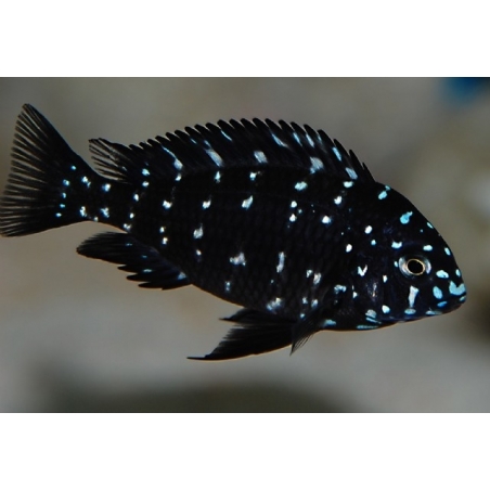 PARACIPRICHROMIS NIGRIPINNIS BLUE NEON 3 A 4 cm