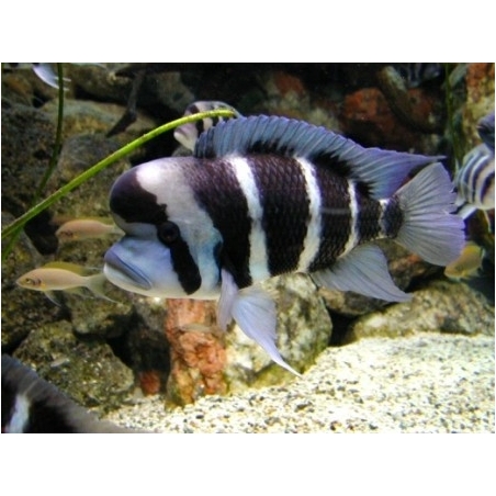 PARACIPRICHROMIS NIGRIPINNIS BLUE NEON 3 A 4 cm