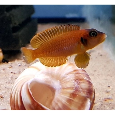 PARACIPRICHROMIS NIGRIPINNIS BLUE NEON 3 A 4 cm