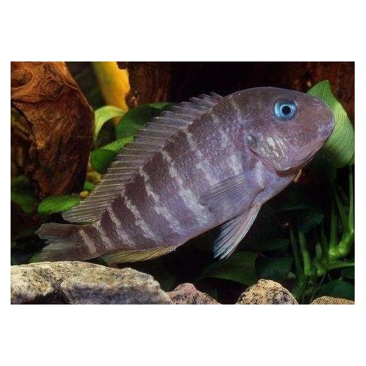 PARACIPRICHROMIS NIGRIPINNIS BLUE NEON 3 A 4 cm