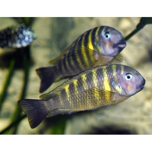 PARACIPRICHROMIS NIGRIPINNIS BLUE NEON 3 A 4 cm