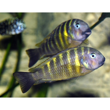 PARACIPRICHROMIS NIGRIPINNIS BLUE NEON 3 A 4 cm