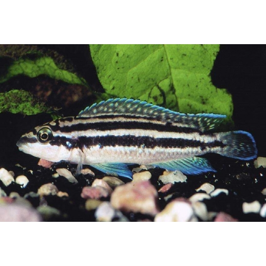 TROPHEUS MOORI BRICHARDI KIPILI 4 A 5 cm