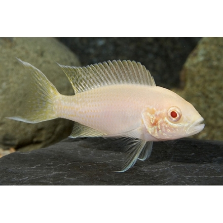 TROPHEUS MOORI BRICHARDI KIPILI 4 A 5 cm