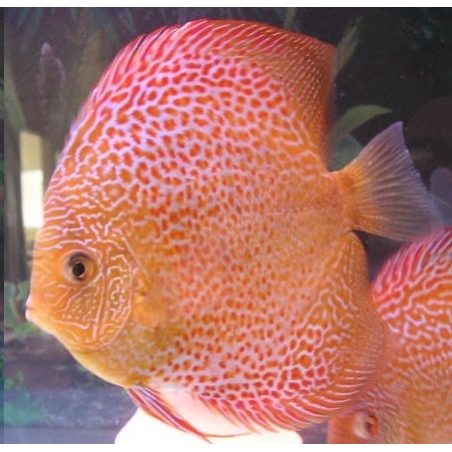 Peixe Acará Disco Leopard Snake Red