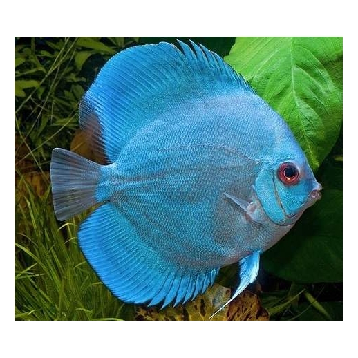 peixe acara disco azul