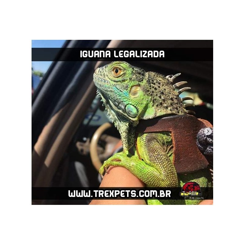 Iguana Iguana Legalizada