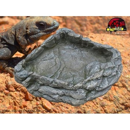 African Rock I Répteis | Iguana | Jabuti | Corn Snake 