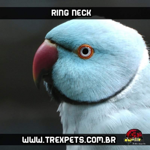 Comprar RingNeck Azul Londrina