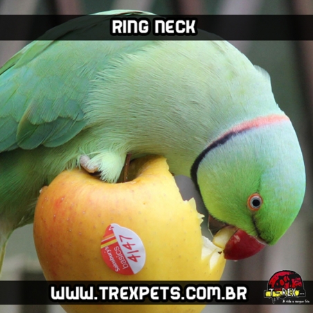 Venda de RingNeck Verde Paraná